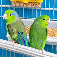 طوطی سخنگو