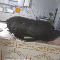 هیزه کاملا آماده