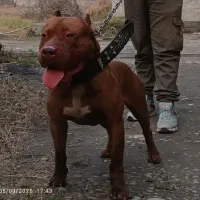 واگذاری پیت بول نر|سگ|شهریار, رزکان|دیوار