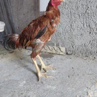 خروس لاری