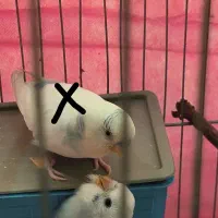 مرغ عشق وجوجه