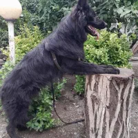 توله ژرمن شولاین|سگ|رشت, معلم|دیوار