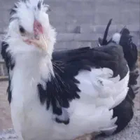 تخم مرغ گلین اصل|حیوانات مزرعه|لامرد, |دیوار