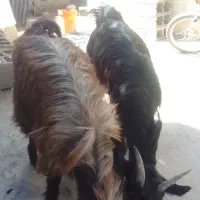 فروش 3 عدد بره و کهره|حیوانات مزرعه|همایجان, |دیوار