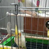 جوجه عروس هلندی