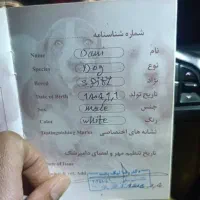 سگ پامر نژادار|سگ|یاسوج, |دیوار