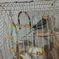 عروس هلندی مولد