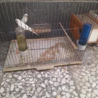مرغ عشق