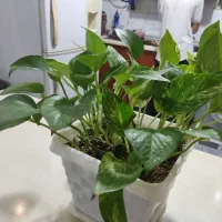 چند عدد گل|گل و گیاه طبیعی|کرمانشاه, |دیوار