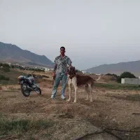 سگ سرابی|سگ|شازند, |دیوار