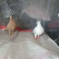 پنج تا کبوتر