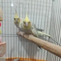 عروس هلندی|پرنده|کهک, |دیوار