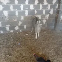 کهره نر|حیوانات مزرعه|مرودشت, ده بید|دیوار