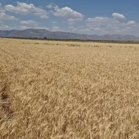فروش زمین ۱۵ هکتار در بلهرات میانجلگه روستای ذمه|فروش زمین و ملک کلنگی|نیشابور, خیام|دیوار
