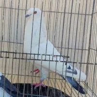 کبوتر پرشی ساعتی سفید سوسکی نوک فنچ و قنار