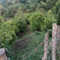 فروش زمین ۳۰۰ متری مسکونی تلکابین رامسر|فروش زمین و ملک کلنگی|چابکسر, |دیوار