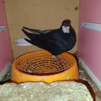 یه جفت خوشرنگ ماده