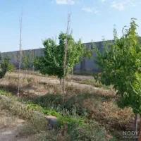 زمین-مزروعی-ویلیایی-منطقه