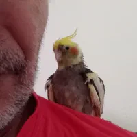 یک جفت عروس هلندی|پرنده|قم, هفت تیر|دیوار