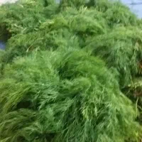 سفارش سبزی خورشتی آبپز وخشک  رامهرمز