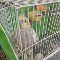 1جفت عروس هلندی سالم و زیبا و دستی