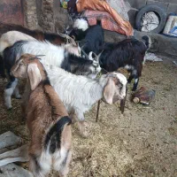 قیمت۶۰۰۰۰۰ملیون