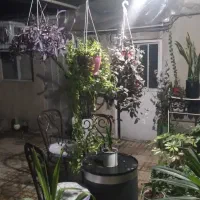 گل و گیاه زیبا|گل و گیاه طبیعی|تهران, هرندی|دیوار