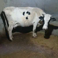 گاو  نیم گوشت باب پروار