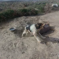 یک عدد سگ نر