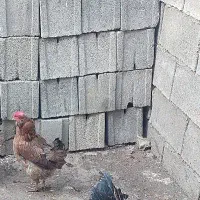 مرغ محلی اصل تخم گذار زرد و سیاه