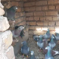 کبوتر پلاکی