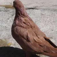 جفت سرور نر و ماده|پرنده|نوشین شهر, |دیوار