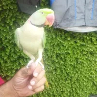 شاه طوطی نر|پرنده|ری, اقدسیه|دیوار