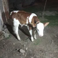 گوساله نرموند بیلیارد