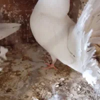 کبوتر جکسون نر و جوجه دم چتری|پرنده|پاکدشت, پاکدشت (مامازند)|دیوار