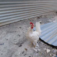 مرغ مناسب ذبح و تخم کن