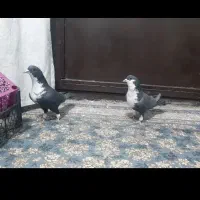 کبوتر رنگی کرباتی جفت فولادشهر|پرنده|لنجان, |دیوار