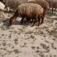 فروشی|حیوانات مزرعه|خواف, |دیوار
