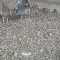 دوده ای پلنگ