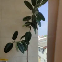 درختچه ی فیکوس