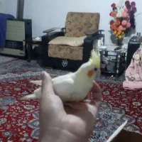 عروس هلندی لوتینو