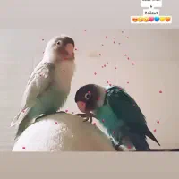 فروش طوطی برزیلی نر رنگ خاص