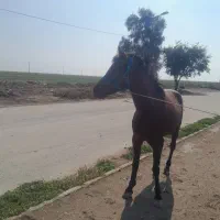 اسب برا فروش