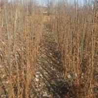 کبوده دوساله|گل و گیاه طبیعی|میاندوآب, |دیوار