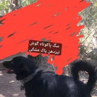 سگ پاکوتاه ژرمن گوش تیزمشکی|سگ|ابهر, |دیوار