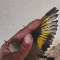 قناری|پرنده|آشخانه, |دیوار