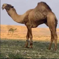 شتر وزن سنگین|حیوانات مزرعه|شاهرود, |دیوار