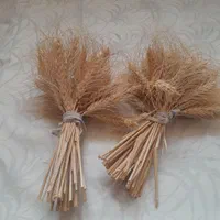 گندم زرد خوشه ای|گل و گیاه طبیعی|اهواز, فاز ۲ پادادشهر|دیوار