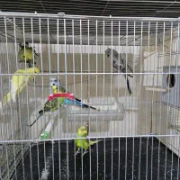 مرغ عشق|پرنده|سیرجان, |دیوار