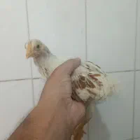 ۶عددنیمچه مرغ خروس ویاندوت اورنج وارداتی کلکسیونی|حیوانات مزرعه|تهران, شهرک رضویه|دیوار